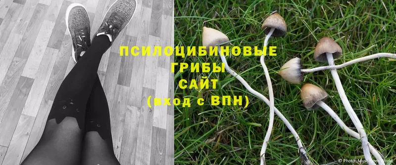 Псилоцибиновые грибы Psilocybine cubensis  МЕГА онион  Стерлитамак 